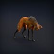 Manned_wolf.jpg Манедовый волк