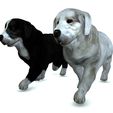 2.jpg DOG DOG - DOWNLOAD Sheepdog 3d model - CANINE PET GUARDIAN WOLF HOUSE HOME GARDEN POLICE 3D printing DOG DOG