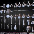 Human-Skeleton-IMM-Brushes-Sculpted-By-Yacine-BRINIS-Set-005.jpg Human Skeleton IMM Brushes