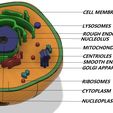 11.jpg Animal cell