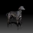 Grey-Hound02.jpg Greyhound - DOG BREED - CANINE -3D PRINT MODEL