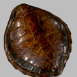 carapace.png Sea turtle shell