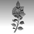k3.jpg TOURNESOL
