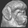 5.jpg Tibetan Mastiff dog head for 3D printing