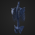 TorsoSkeletal_3.png STL file Torso Skeletal・3D printer design to download