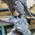 20250615_113559.jpg Falcon model