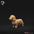 Dachshund-Miniature-Long-Haired-Pose-01-Dog-3D-Print-9s.jpeg Dachshund Miniature Long Haired Pose 01