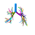 9.png Tracheobronchial Tree Segmented in 101 Parts