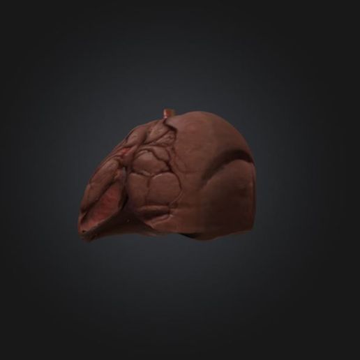 Lung-2.jpg Lung | Stl,Obj,Glb,Fbx