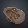Human_Skull_Render_3Demon.656.jpg Anatomically Correct Human Skull - Homo Sapiens Sapiens