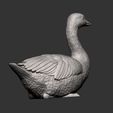snow-goose9.jpg snow goose 3D print model