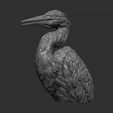 4.jpg Grey Heron bust