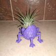 262799122_10226998940658781_3638038215820502104_n.jpg Little Monstrous Multilegged Air Plant Pot