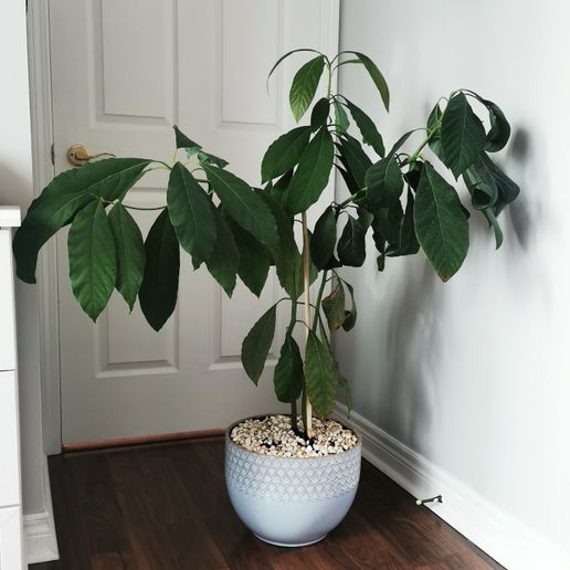 aglaonema australia Aglaonema Super White | Buy Online Aus