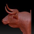 toro-3.jpg Cabeça de touro