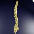 vertebrae-vertebral-column-labelled-text-detail-3d-model-blend.jpg Vertebrae vertebral column labelled text detail 3D model