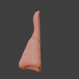 9.png 3D Nose Anatomy Model