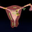image-0007.jpg Fertilization stages of ovum