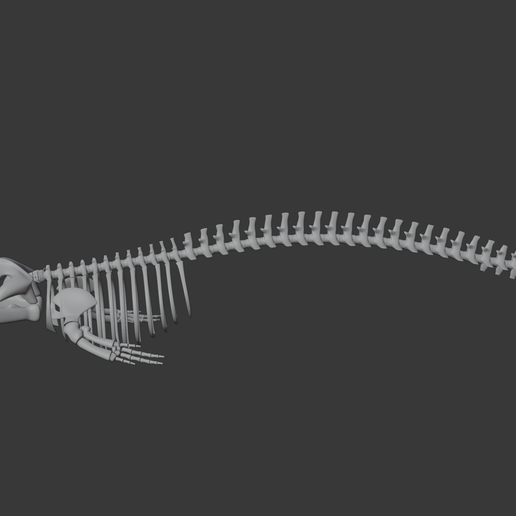 0011.png Fin Whale Skeleton – Realistic Marine Anatomy 3D Model