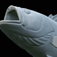 White-grouper-open-mouth-1-58.png fish white grouper / Epinephelus aeneus trophy statue detailed texture for 3d printing