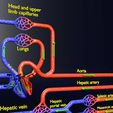 file-8.jpg systemic blood flow detailed labelled 3D model