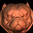 8.jpg Exotic Bully Female and Male Bust