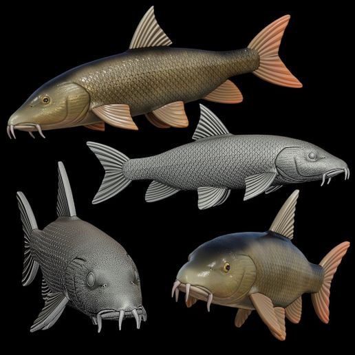 🐠 COMMON BARBEL / BARBUS BARBUS fish model for 3D printing・ 3D File for ...