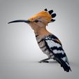untitled.5638.jpg The hoopoe 3D model