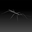 stick_insect1.jpg Phasmids - Stick insect -Phasmatodea