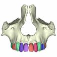 22.jpg maxilar con dientes