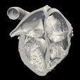 1.png 3D Model of Heart (apical 4 chamber plane)