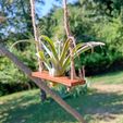 IMG_20230909_152748_837.jpg Air plant swing support
