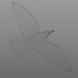 v2.jpg Seagull simple 3d print
