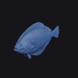 harmands_sole_0015.jpg Harmands Sole