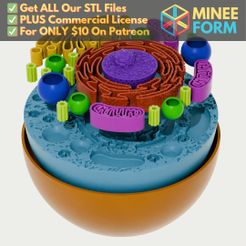 Animal-Cell-Model.jpg Animal Cell Educational Model with Removable Organelles MineeForm FDM 3D Print STL File