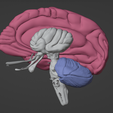 18.png 3D Model of Skull with Brain and Brain Stem - best version
