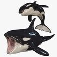 portada.jpg ORCA Killer Whale Dolphin FISH sea CREATURE 3D ANIMATED RIGGED MODEL
