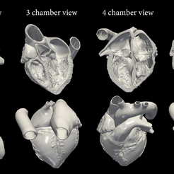 4pack.png Modèle 3D du coeur (vue de la chambre 2.3.4.5) - 4 packs