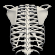 3.png 3D Model of Ribs Cage