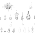Flower_Ao_1.png Parts of A Flower - Ovary Stages