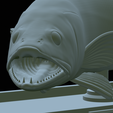 zander-statue-4-mouth-open-49.png fish zander / pikeperch / Sander lucioperca open mouth statue detailed texture for 3d printing