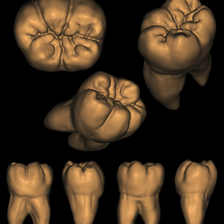Molar.png STL file First Lower Molar with Roots・Model to download and 3D print