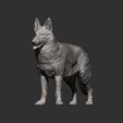 Swiss-white-shepherd7.jpg Swiss white shepherd 3D print model
