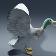 0002.png Photorealistic duck - posable/rigged [stl file included ]