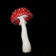 Julia_Gordienko_5_2021-09-07_16-25-49.png Amanita mushrooms