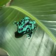 Crouching-Dart-Frog-04.jpg Crouching Dart Frog