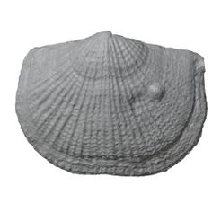 G182a.jpg STL file Ordovician brachiopod 4・3D printable model to download