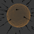 A1.png Human Fertilization: Sperm & Ovum 🧬 Dynamic 3D Model