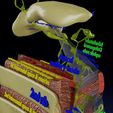 35.jpg breast lymphatic drainage precise  labelled anatomy histology