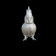 Capture-d’écran-2023-07-23-à-21.33.37.png Budgie Budgerigar parrot cackatoos